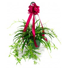 Spider Plant Hanging Basket